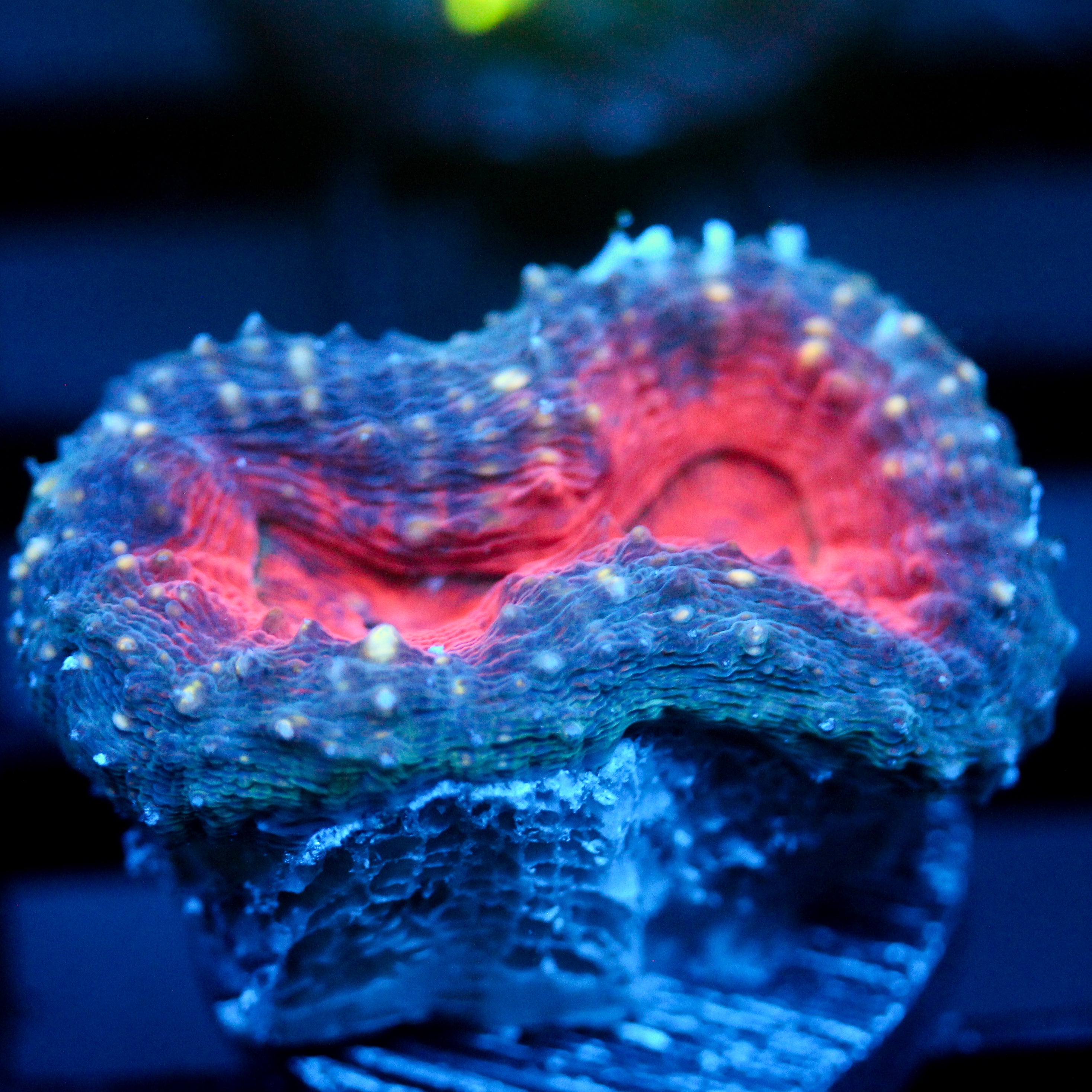 JC Pacific Rim Branching Lobo Frag