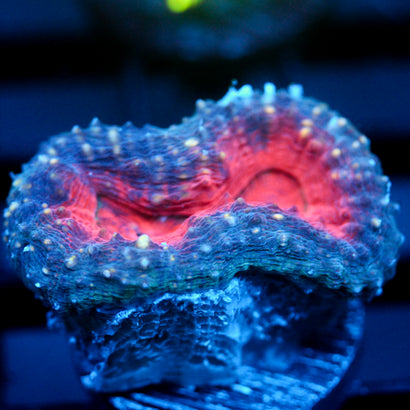 JC Pacific Rim Branching Lobo Frag