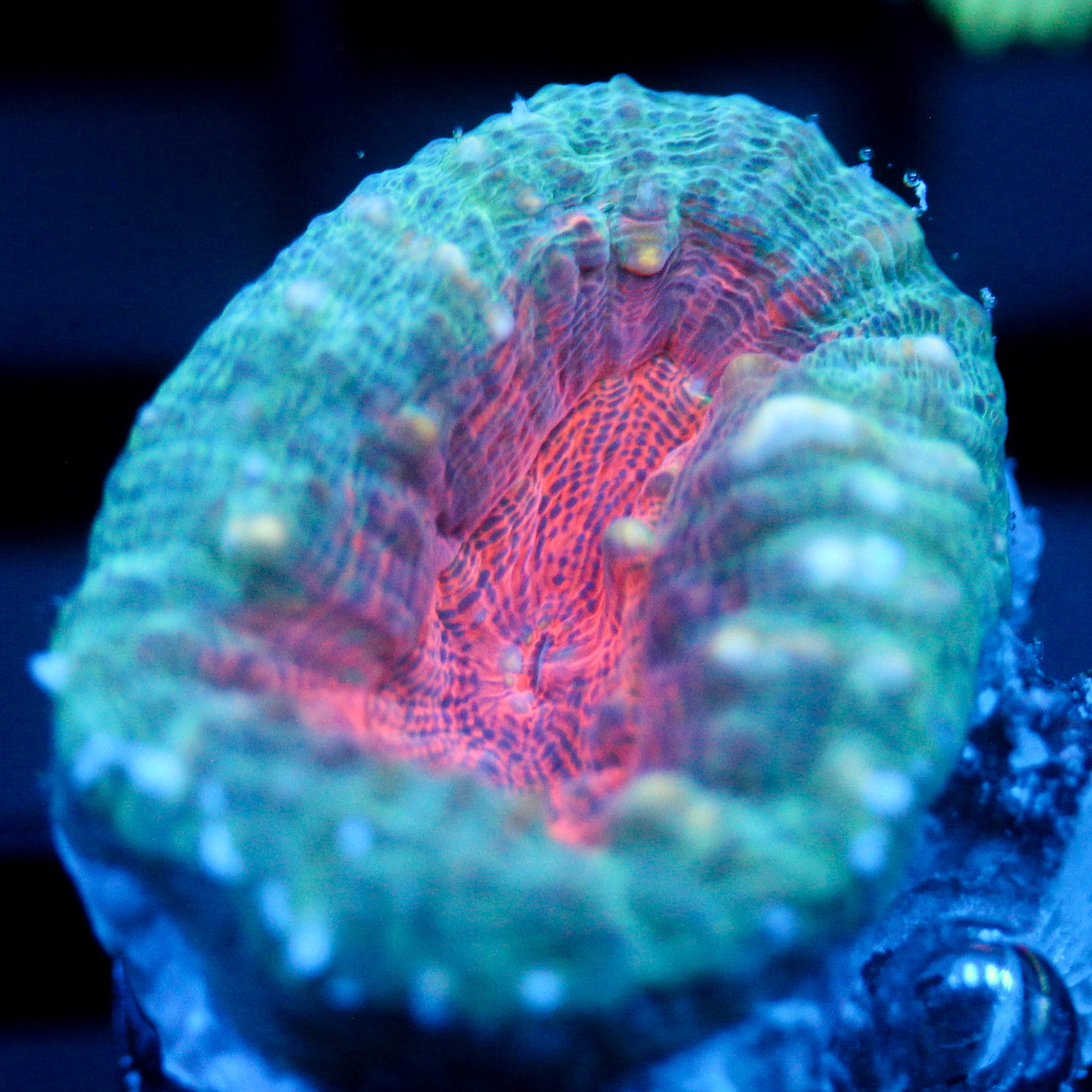 JC Baby Blues Branching Lobo Frag