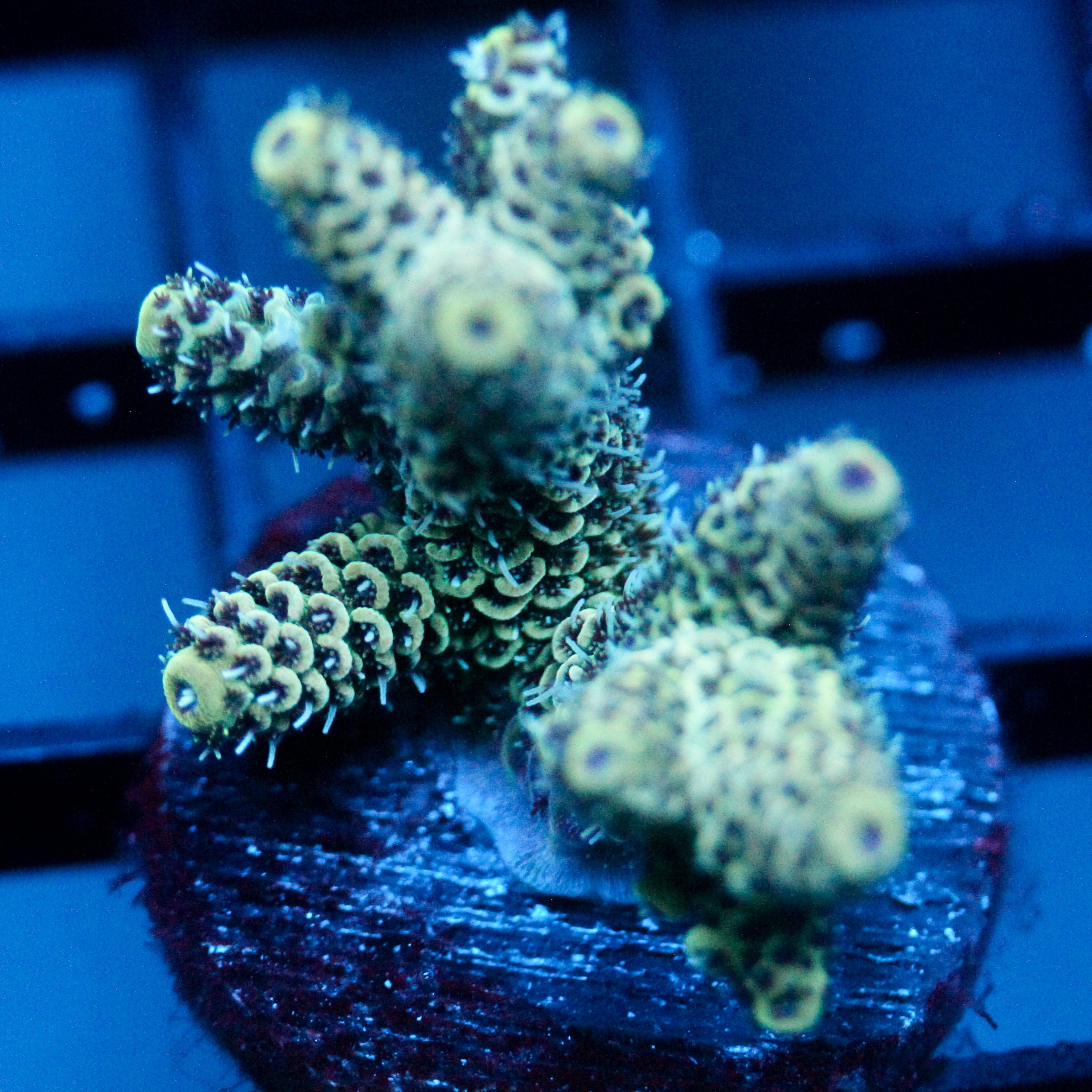 JC Blue Verth