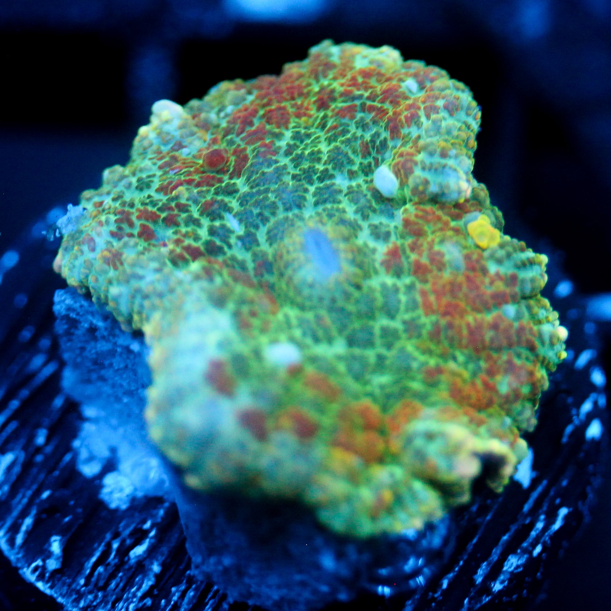 JC Lush Mesa Rhodactis