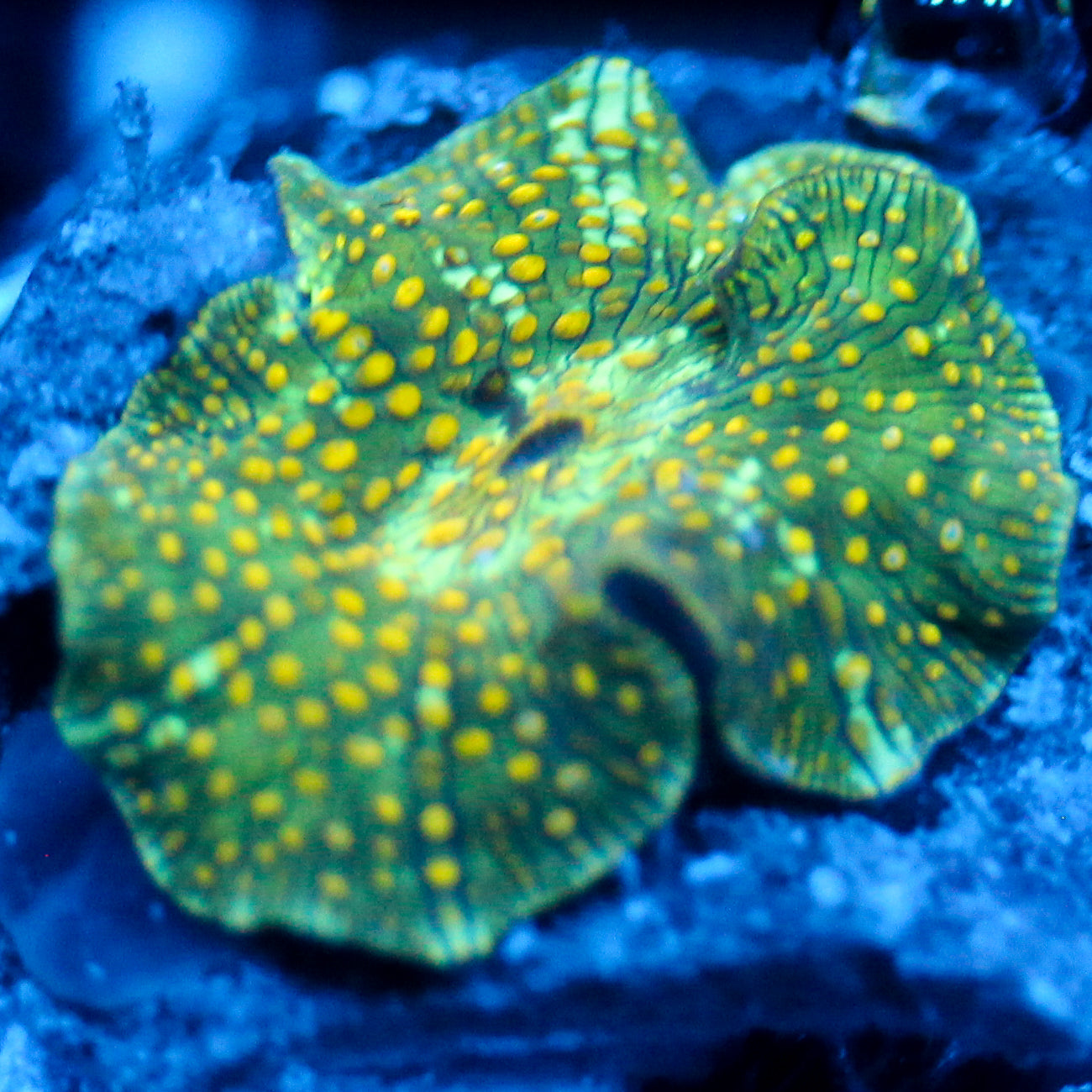 JC Firefly Discosoma