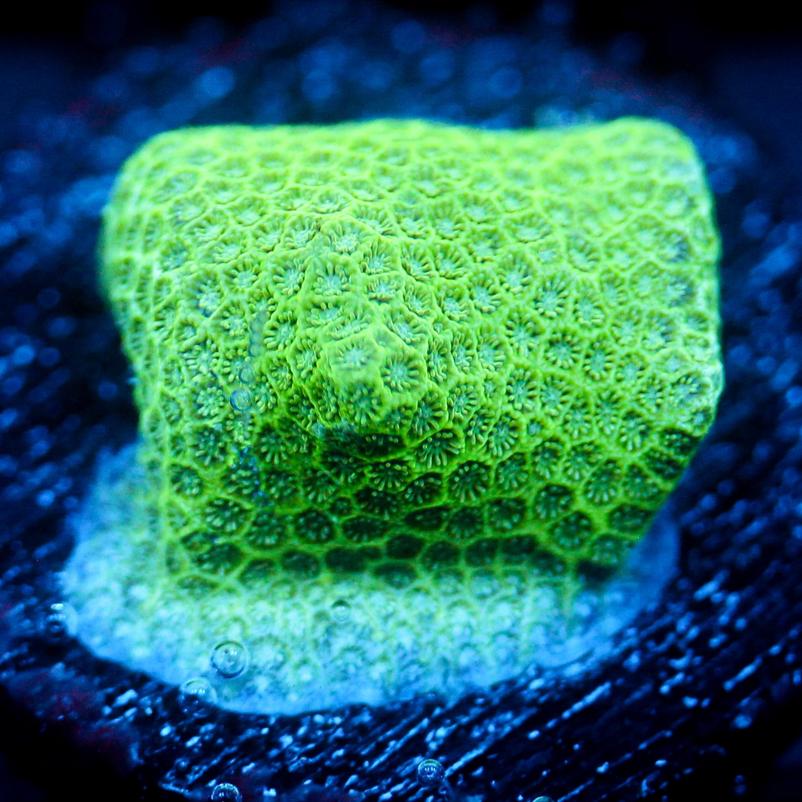 JC Neon Green Porites