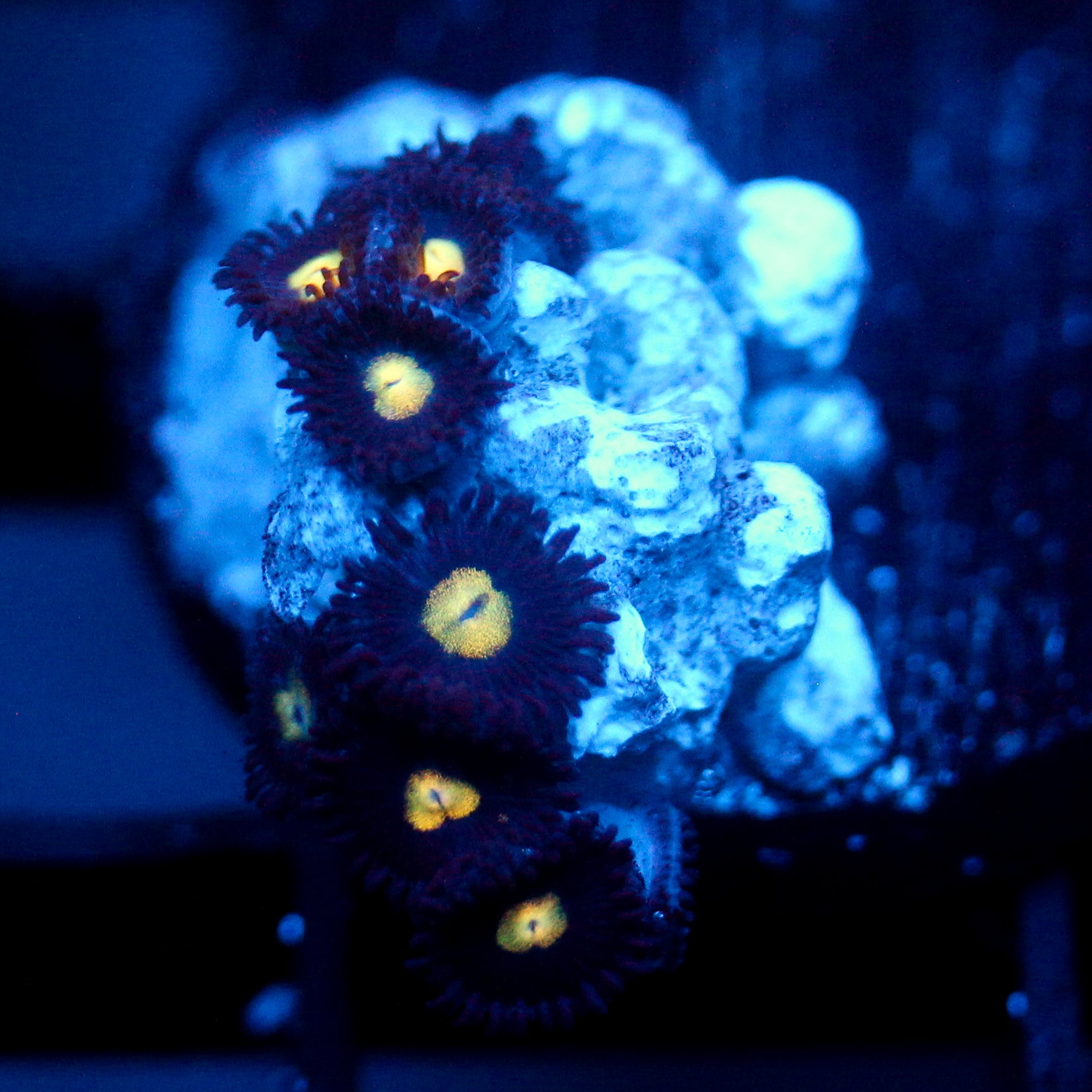 JC Dark Gold Zoanthid