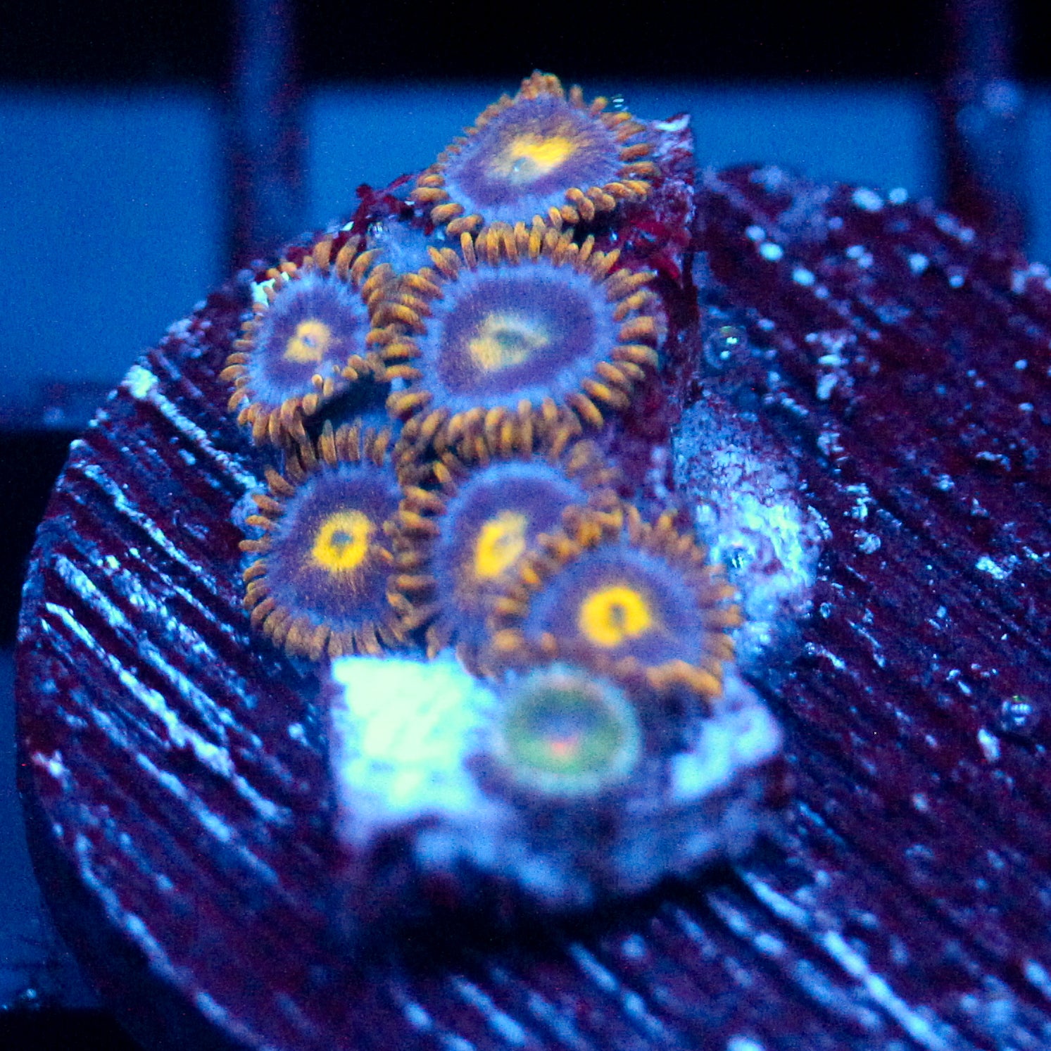 JC Gold Gobbler Zoanthid