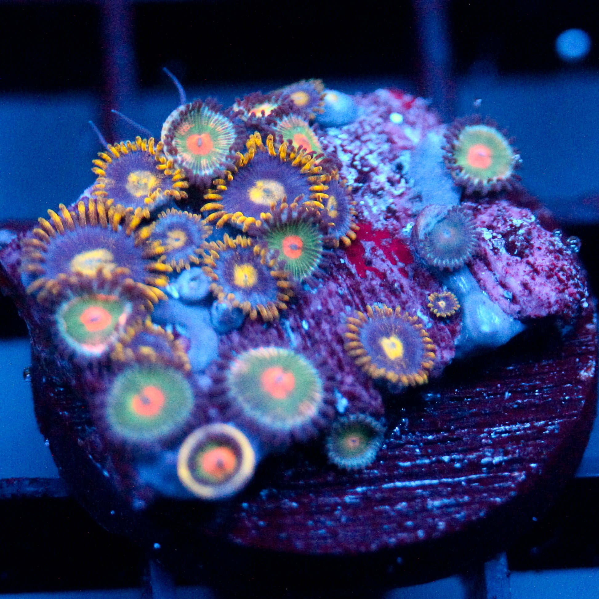 JC Zoa Garden Seed