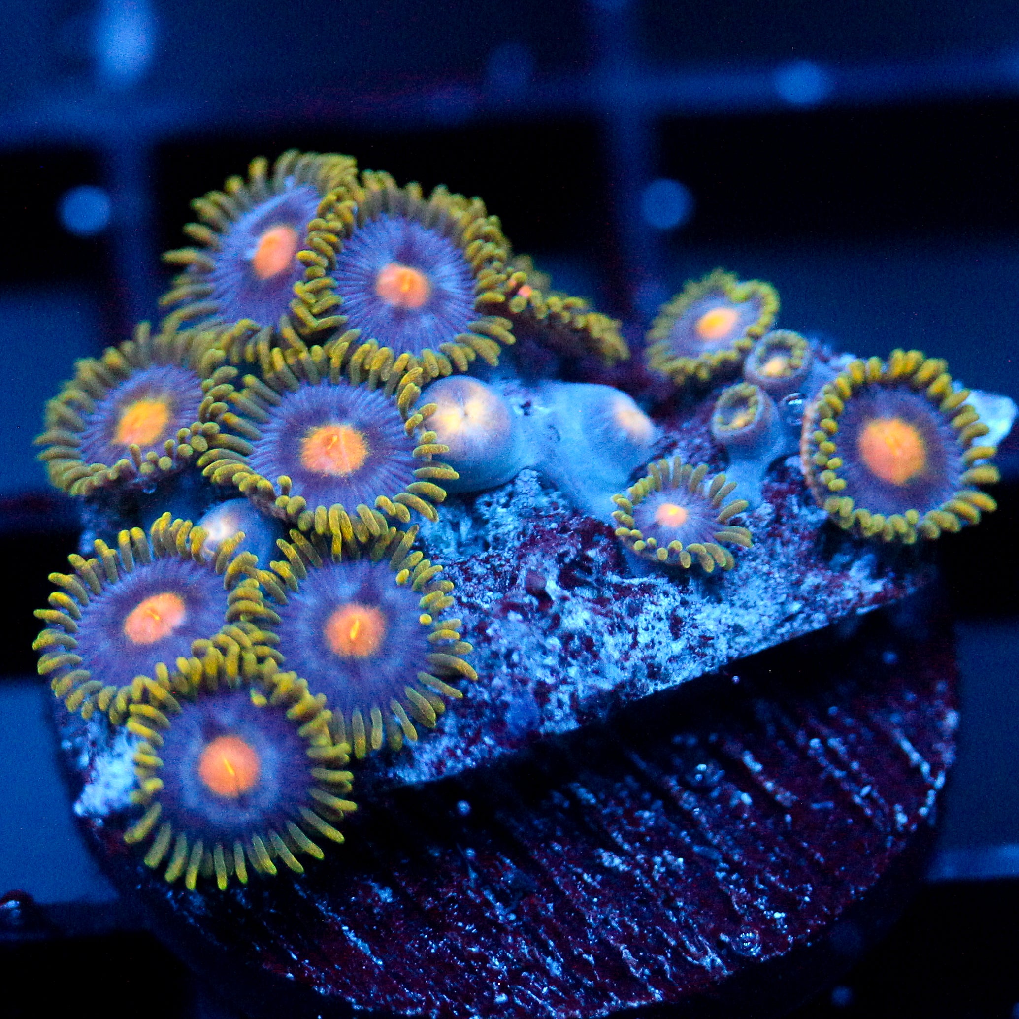 JC Gold Burn Zoanthid