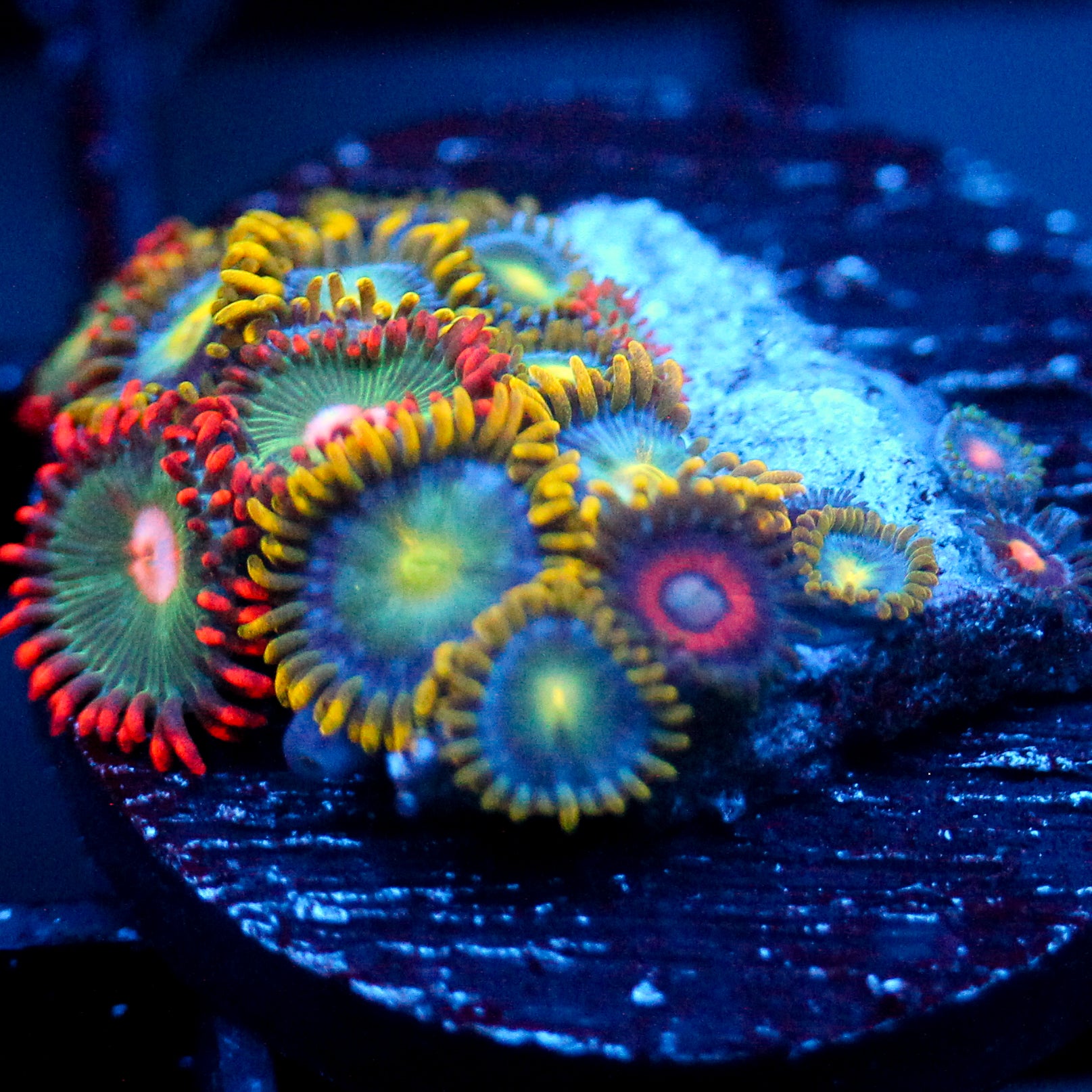 JC Zoa Garden Seed