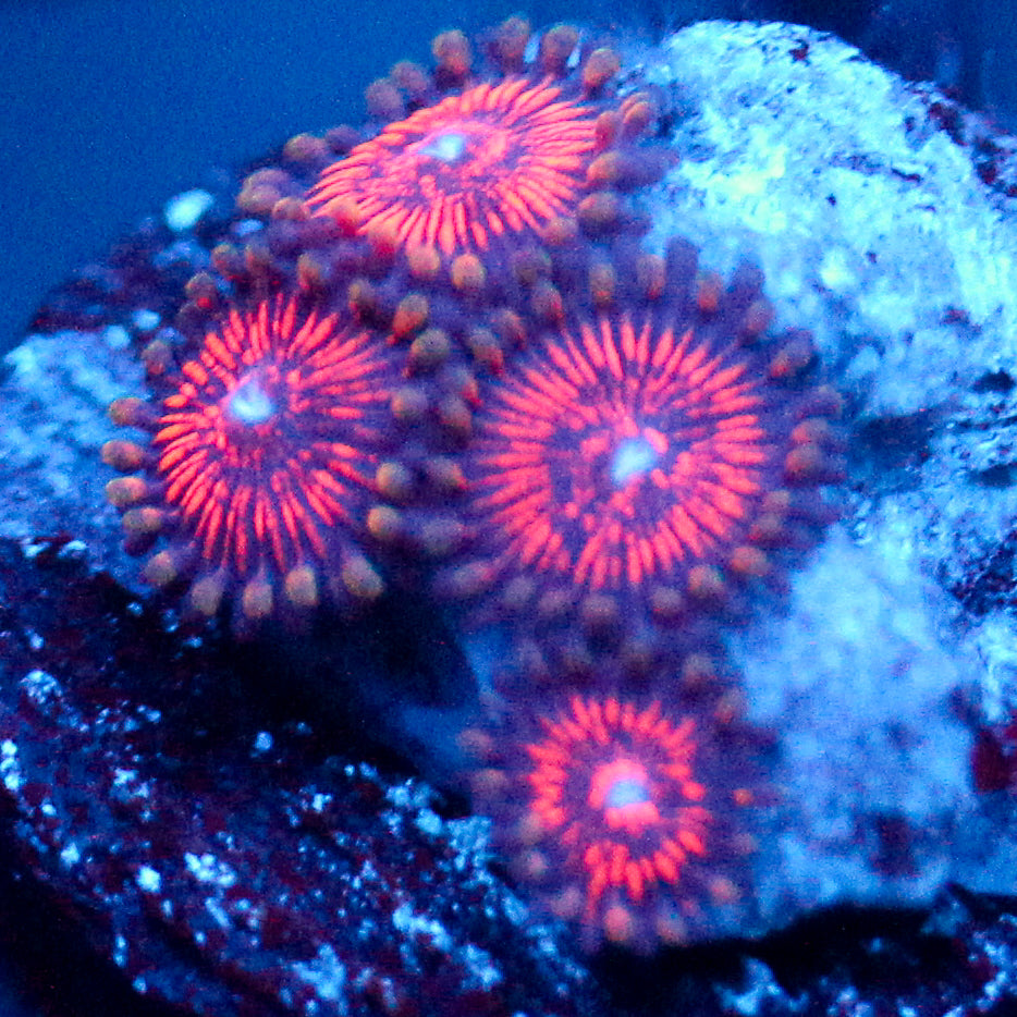 JC Extravaganza Zoanthid