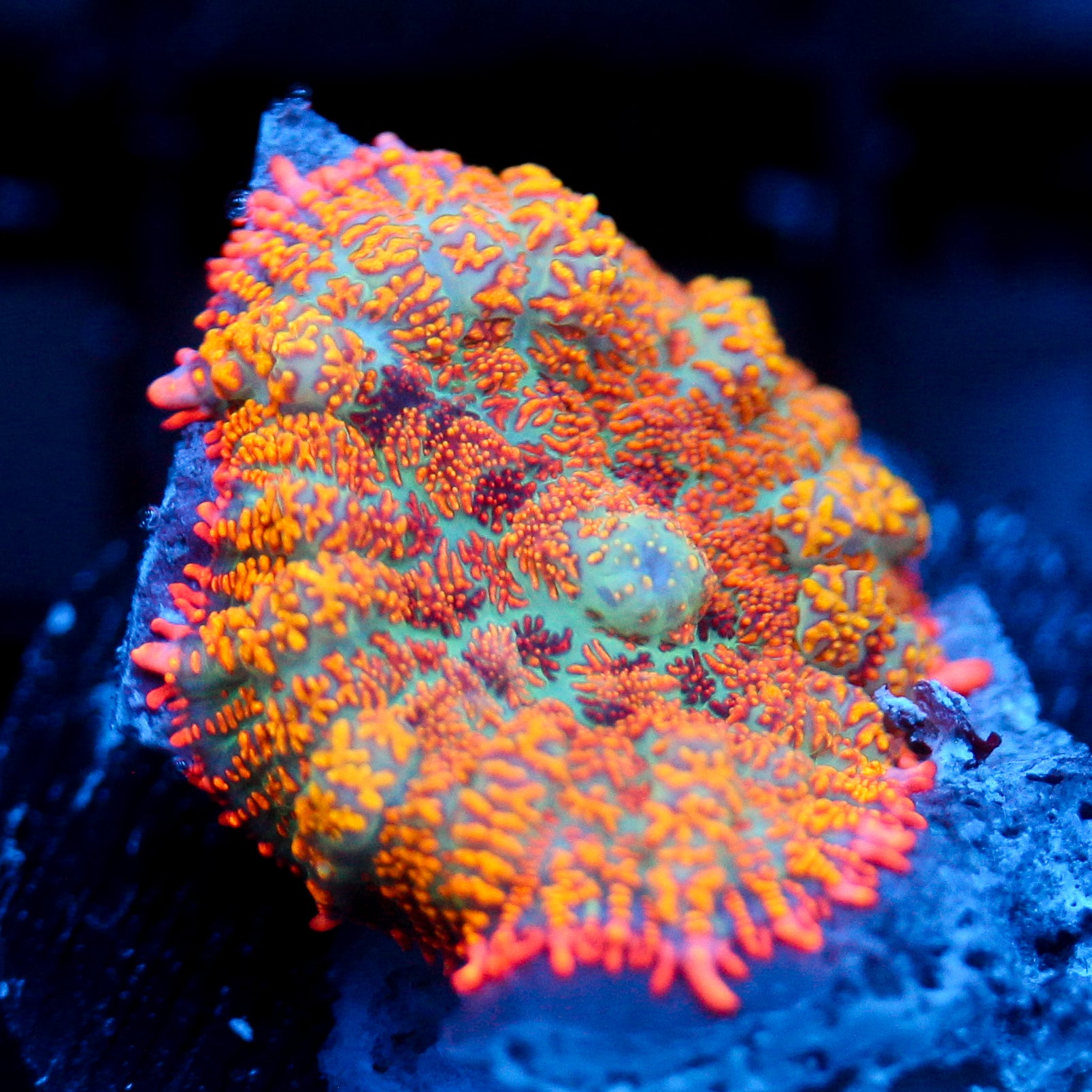JC Summer Camo Rhodactis