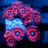 JC Terrorizer Zoanthid