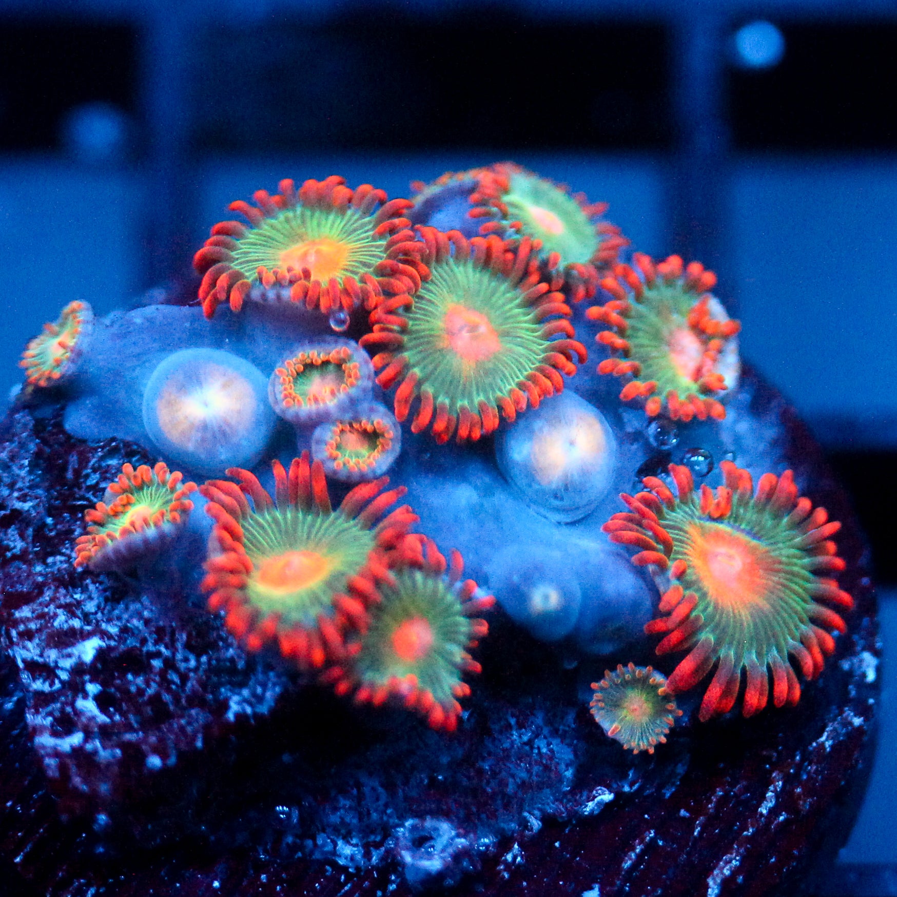 JC Gatorade Zoanthids