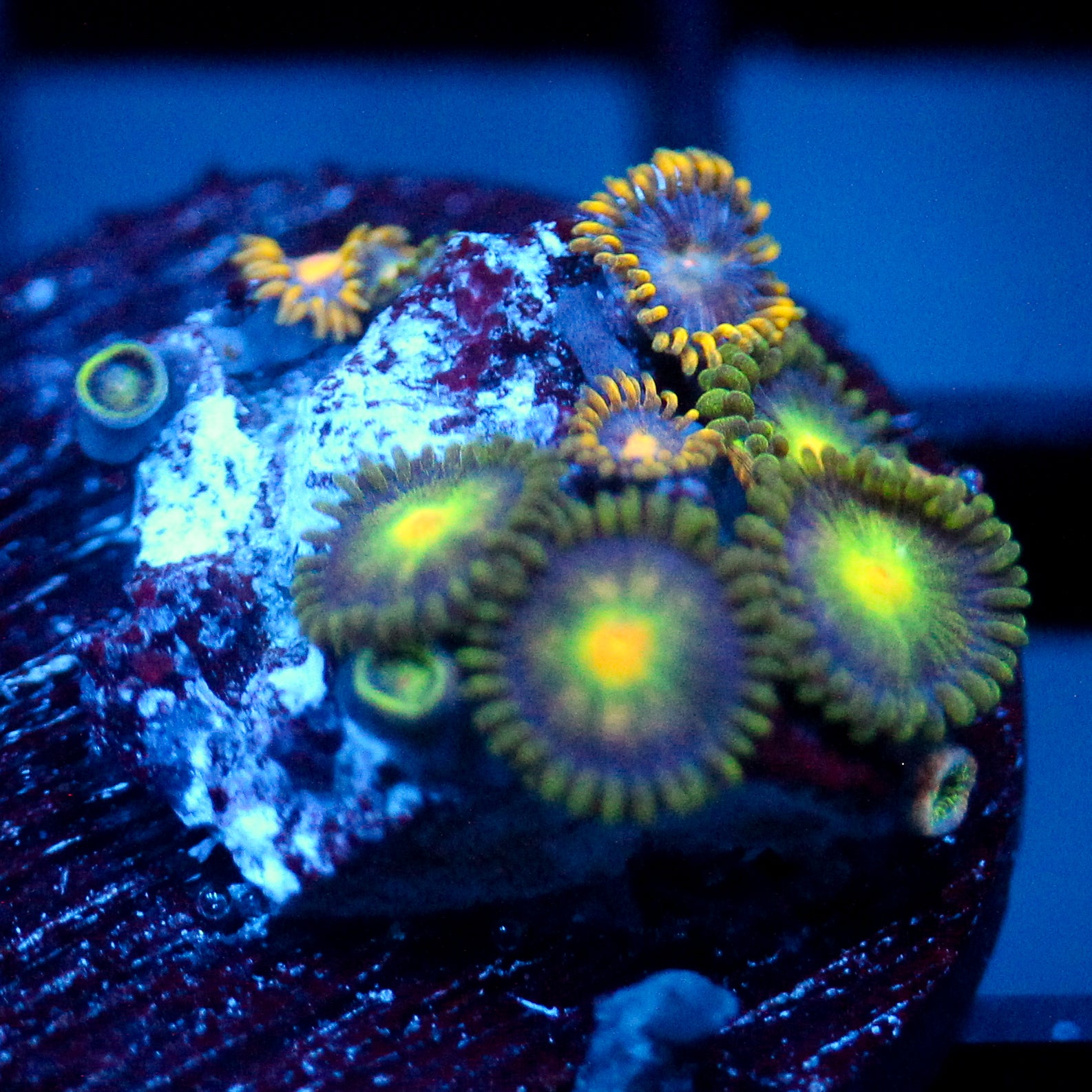 JC Zoa Garden Seed