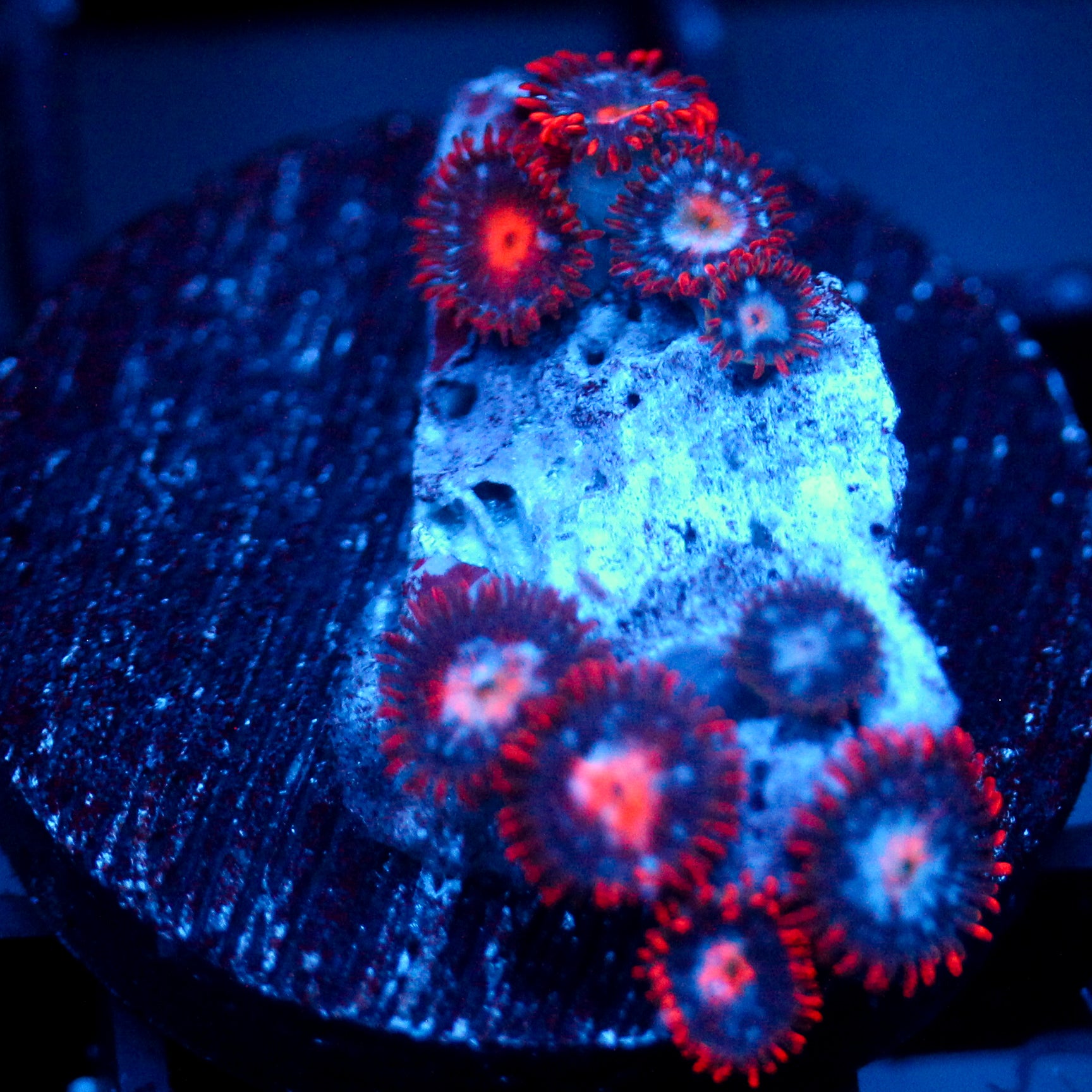 JC Edge of Reality Zoanthid
