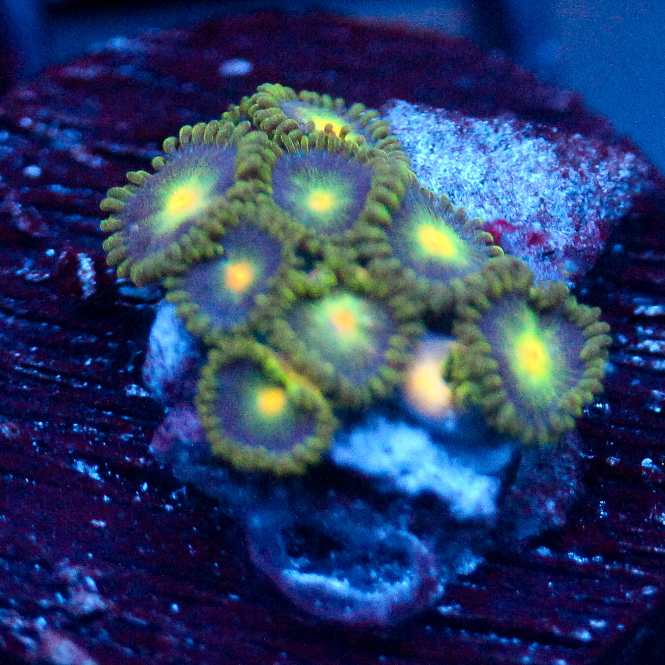 JC Tye Dye Reality