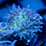 JC Fuzzy Mushroom