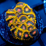 JC Saturn Zoanthid