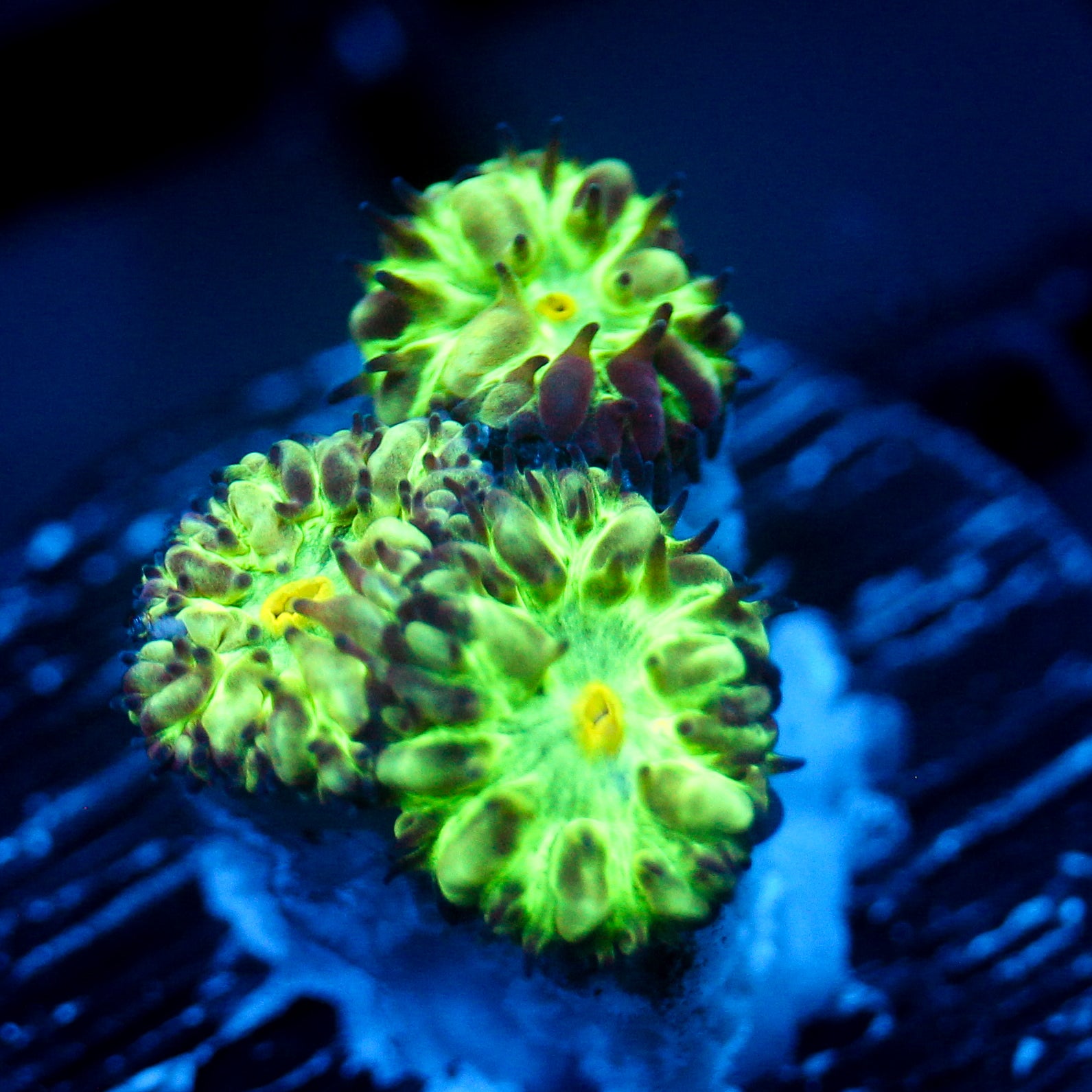 JC Hyper Glow Blaster Merletti