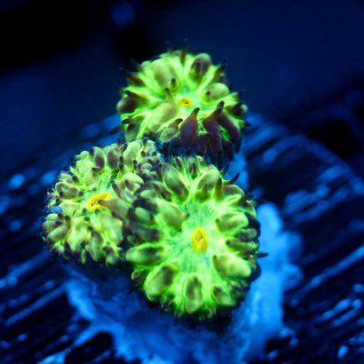 JC Hyper Glow Blasto Merletti