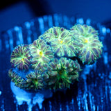 JC Flourish Fluff Blasto Merletti