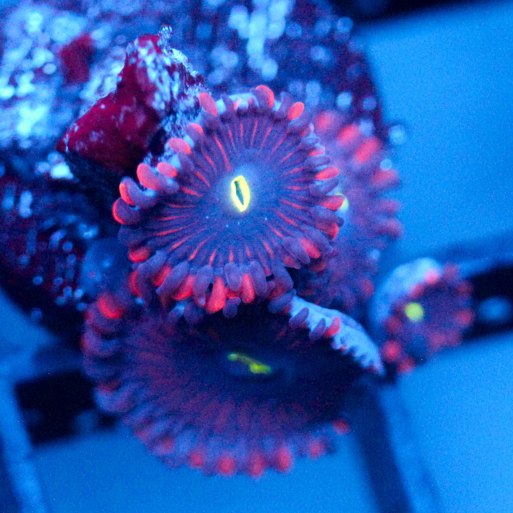 JC Purple People Eater Zoanthid