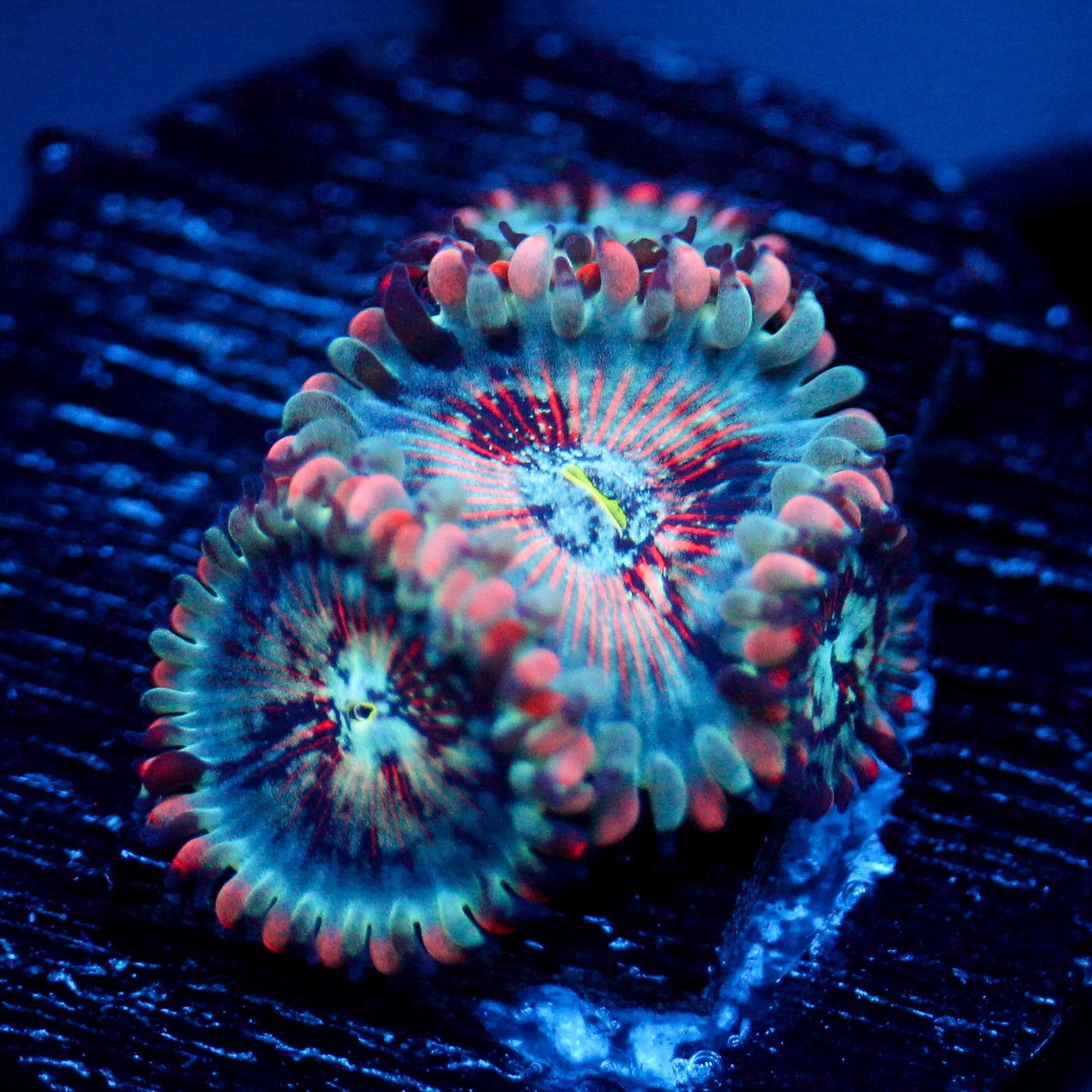 JC White Zombie Zoanthid