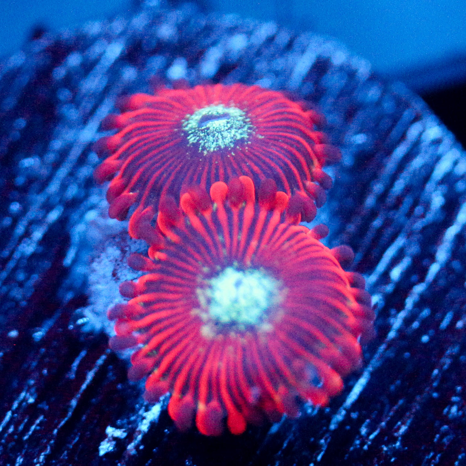 JC Magician's Zoanthid