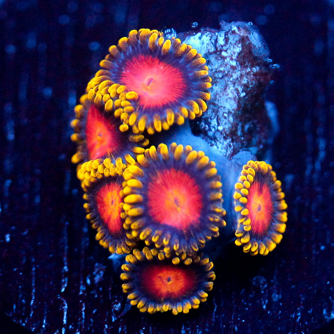 JC Yellow Brick Road Zoanthid