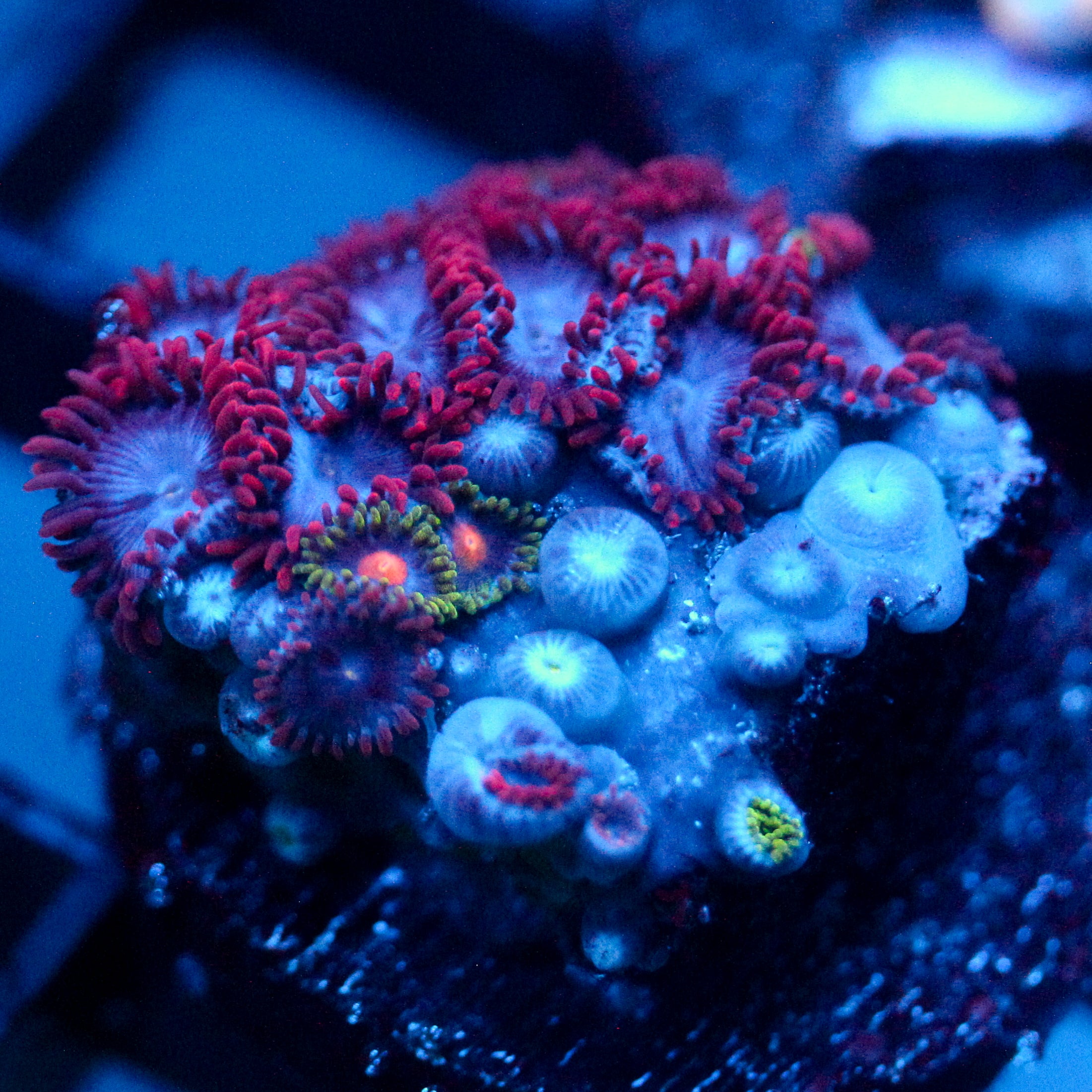JC Nova Zoanthid
