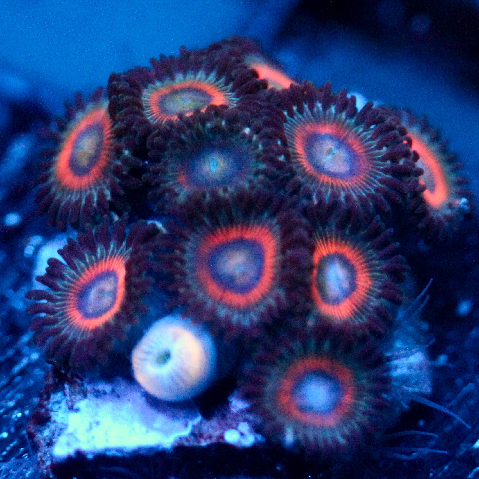 JC Peach Terror Zoanthid