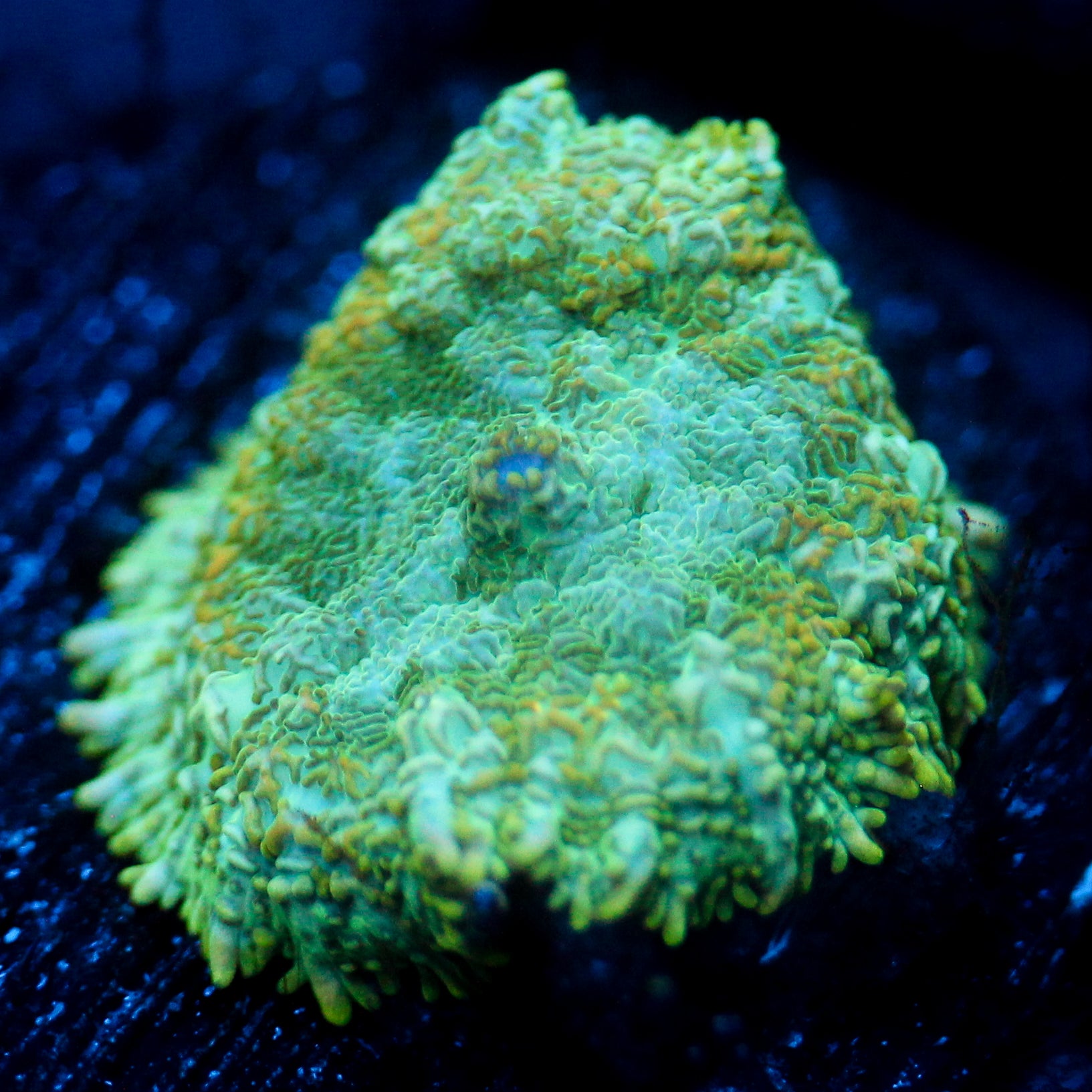 JC Lush Biome Rhodactis