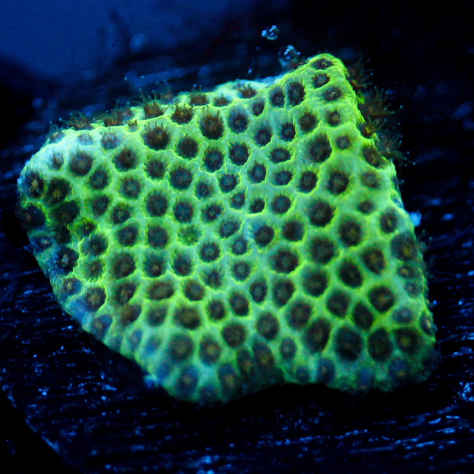 JC Snake Skin Poroites Coral