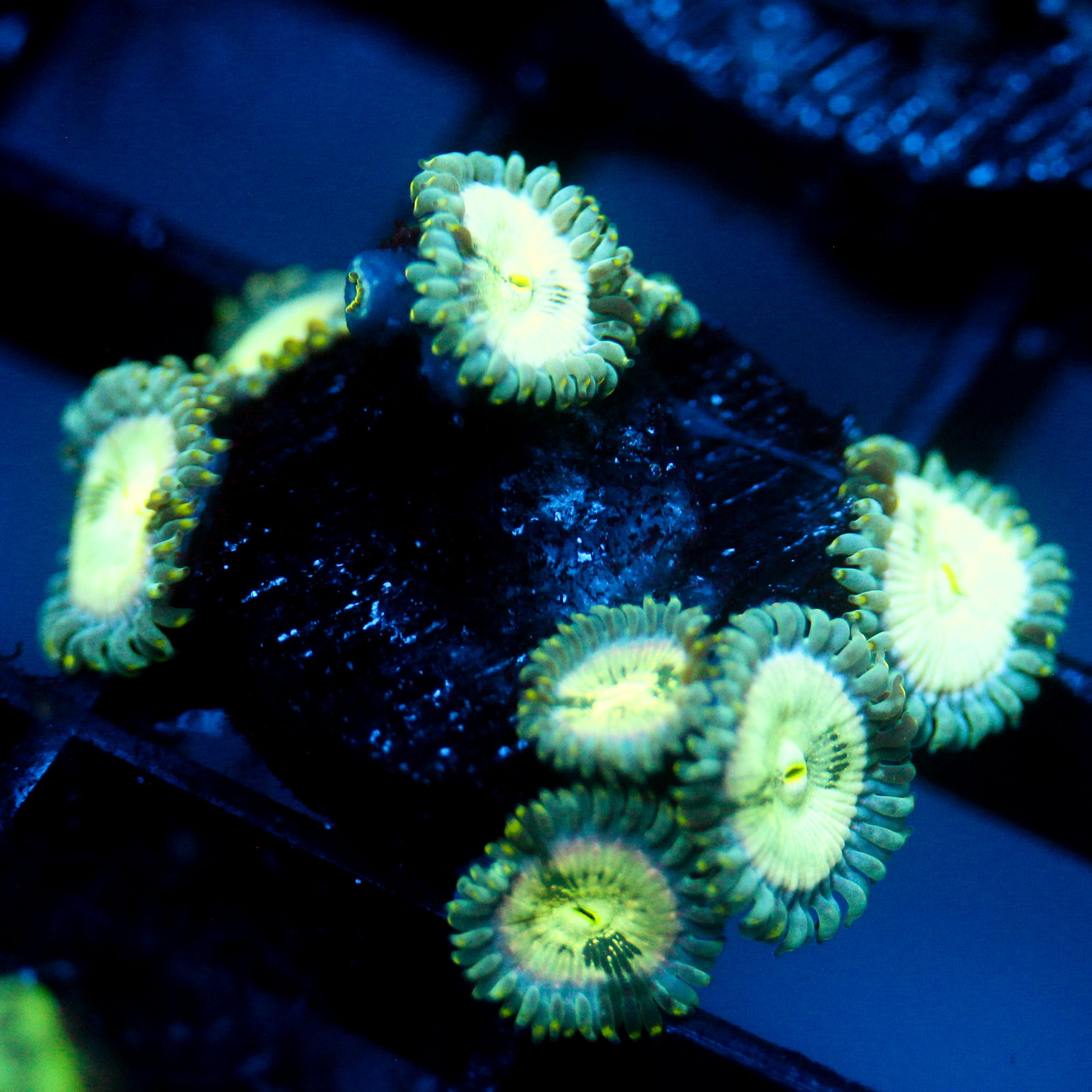 JC Hawaiian Ding Dang Zoanthid