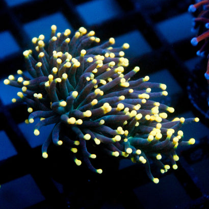 JC Yellow Tip Hurricane