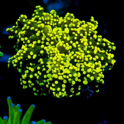 JC Neon Yellow Octo