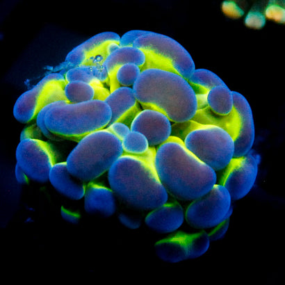 JC Hologram Hammer V1