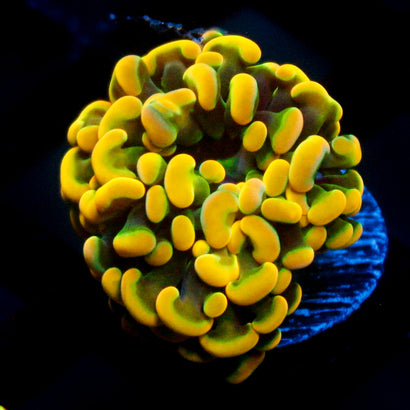 JC Rainbow Gold