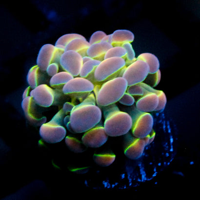 JC Ultra Hologram Hammer