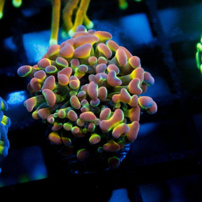 SBB Ultra Hologram Hammer