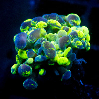 JC Ultra Splatter Hammer