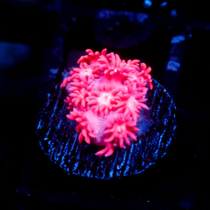JC Pink Rain