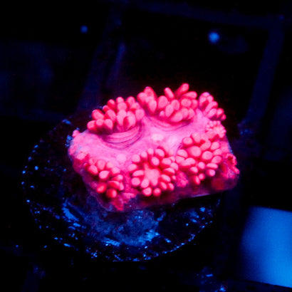 JC Pink Kraze