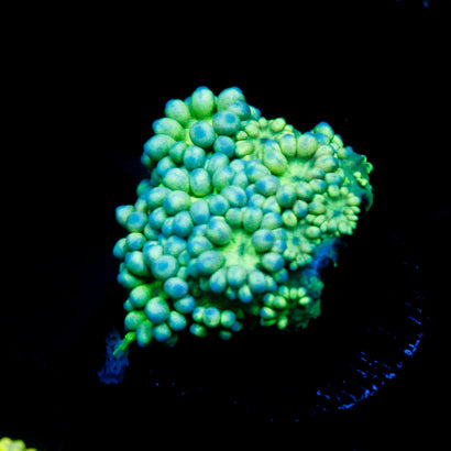 JC Yellow Rainbow Goni