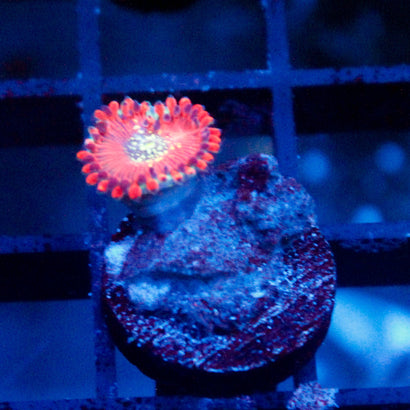 Magicians Zoanthid