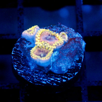 Chiquita Mini Colony Zoa