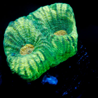 JC Neon Green Favia