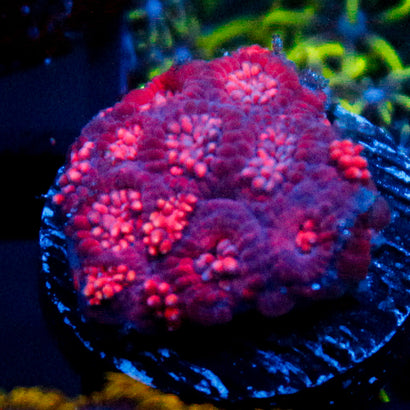 JC Red Rose Goni