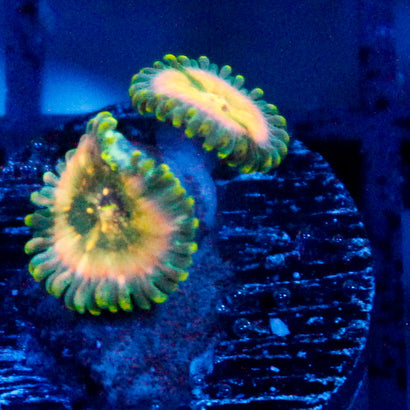 Leprechaun Farts Zoanthid