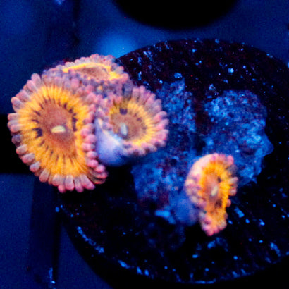 Chiquita Zoanthid