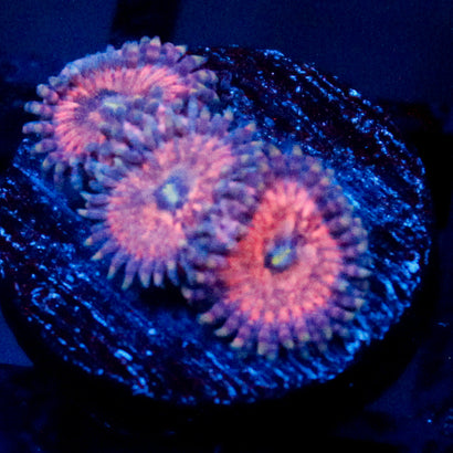 Amber Bliss Zoanthid